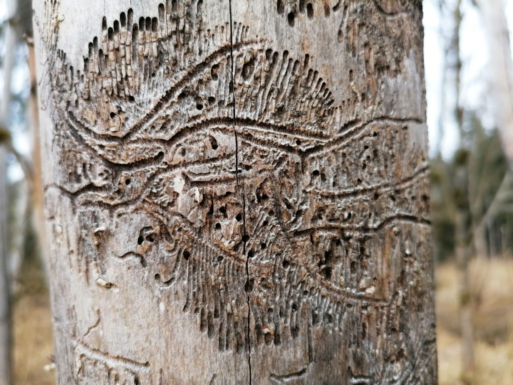 Von wegen totes Holz! Hier sieht man ganz deutlich die kunstvollen Fraßgänge, welche Insekten in dieses Totholz gefressen haben.