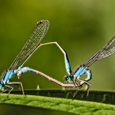 Die Paarung der Libellen gleicht einer akrobatischen Meisterleistung. Im sogenannten Paarungsrad können sie bis zu mehreren Stunden verharren und teilweise sogar fliegen. Zu beobachten sind Libellen bei der Paarung im Sommer in Gewässernähe.